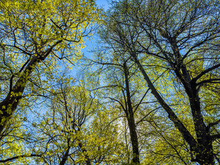 Wall Mural - Beautiful sunny forest scene with tall trees and vibrant green foliage under a clear blue sky. Perfect for nature, environment, and outdoor themed projects.