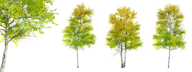 Fototapete - Set of Quaking Aspen - Populus tremuloides tree isolated on transparent background and selective focus close-up. 3D render.