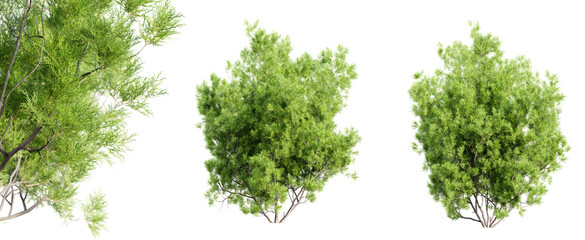 Fototapete - Red Shanks - Adenostoma sparsifolium Ribbonwood tree isolated on transparent background with selective focus close-up. 3D render.