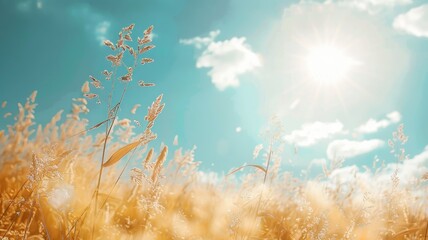 Wall Mural - golden wheat field under sunny blue sky with lens flare