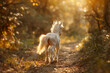 © Izhar - Photograph the baby unicorn from behind as it trots away down a wooded path, showing its swishing tail and the light catching the tiny tufts of fur on its ears