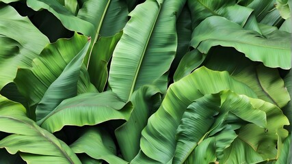 Wall Mural - overlapping collection of banana leaves, creating a vibrant, textured green background with a fresh, organic appearance