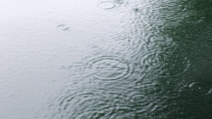 Wall Mural - raindrops creating circular ripples on a calm body of water during gentle rainfall
