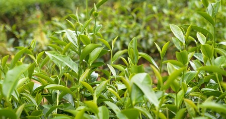 Wall Mural - Green tea tree leaves field young tender bud herbal Green tea tree in camellia sinensis organic farm. Close up Fresh Tree tea plantations mountain green nature in herbal farm plant background morning