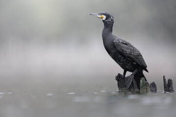 Great Cormorant, Phalacrocorax carbo, Portrait, Wildlife scene from nature. Cormorant in natural habitat, Slovenia, Europe. Beautiful light