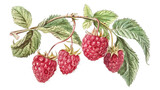 vintage botanical illustration of raspberries, with leaves on the branch, isolated background