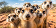 © julijadmi - Group of Curious Meerkats. A close-up shot of a group of curious meerkats staring directly at the camera in a natural setting.