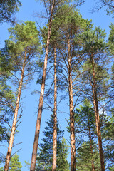 Wall Mural - Pine forest on summer day.