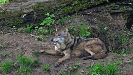 Wall Mural - Eurasian wolf / grey wolf (Canis lupus lupus) resting and yawning at entrance of den in forest