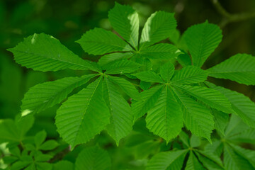 Poster - Fresh green leaves of chestnut tree on a branch.