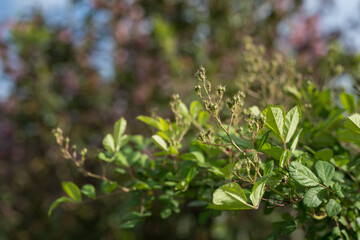 Wall Mural - Wild rose buds and green leaves.