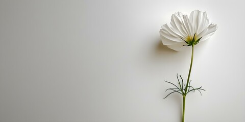 Wall Mural - Against a white background a single flower stem stands. Concept Flower photography