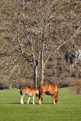 Wall Mural - Mare horse with her foal in the countryside. Equine livestock