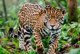 Jaguar walking through the rainforest