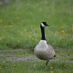 Wall Mural - goose on the grass