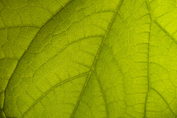 Cucumber leaf background close up. Abstract natural background.