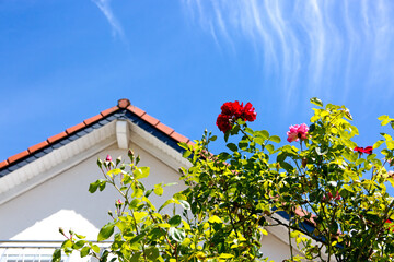 Wall Mural - Blue sky with beautiful white clouds and roses.