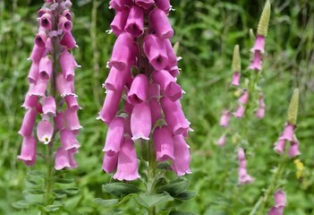 Canvas Print - A view of some Foxgloves in a garden