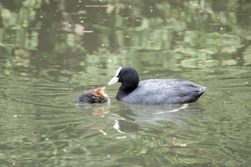 Poster - a coot an aquatic bird of the rail family with blackish plumage and lobed feet feeding her chick on the river