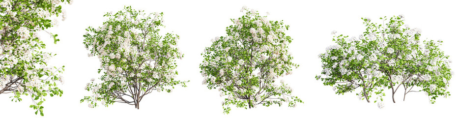 Fototapete - Set of spiraea bushes in blossom isolated on transparent background with selective focus close-up. 3D render.