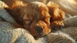 © saichon - Close-up of a dozy puppy with floppy ears, lying on a soft cushion, A cute puppy peacefully sleeping on a cozy blanket, bathed in warm sunlight, exuding comfort and tranquility.