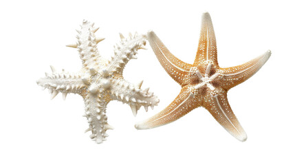 Wall Mural - Two types of white starfish on white background