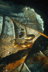 Aufkleber - A close-up of a droplet of water acting as a natural lens, magnifying the surface of a leaf beneath it,