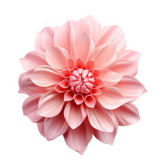 Wall Mural - A flower isolated on transparent background, png, cut out