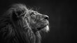© Avve Diana  - Black and white lion profile in a thoughtful pose.