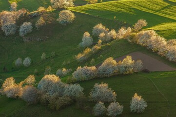 Poster - Incredible landscape with blooming lush trees on a sunset. Seasonal background. Flowering orchard in spring time. Scenic image of trees in dramatic garden. Beauty of earth.