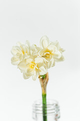 Wall Mural - narcissus on the white background