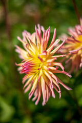 Canvas Print - dahlia flowers in the garden