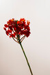 © Kristin Duvall/Stocksy - Red orchid