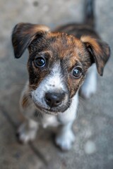 Sticker - A small brown and white dog with striking blue eyes, suitable for various design projects