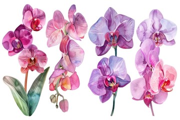 Canvas Print - Beautiful watercolor painting of orchids, perfect for various design projects