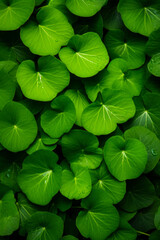 Wall Mural - Bunch of green leaves with drops of water on them.