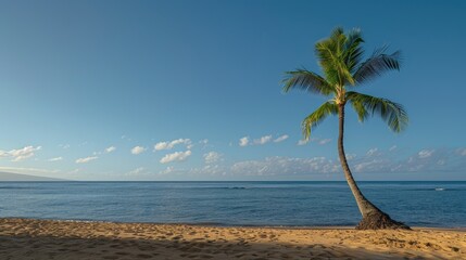 Wall Mural - Solitude: A Palm Tree Dancing on a Beach With Crystal Blue Waters