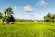 Tropical Rice Paddy In Philippines