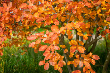 Amelanchier lamarckii shadbush colorful autumnal shrub branches full of beautiful red orange yellow leaves