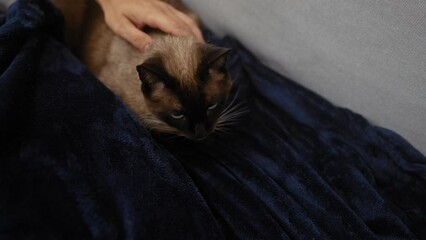 Wall Mural - A siamese cat nestled in a blue blanket indoors being caressed by a person's hand