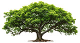 Green wide tree cut out
