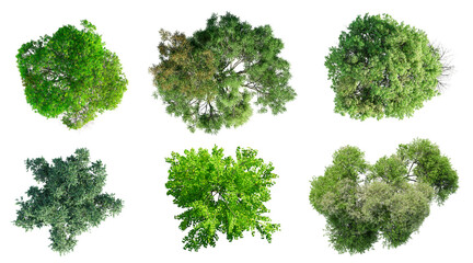 Fototapete - Top view of various types of trees isolated on transparent background. 3D render.