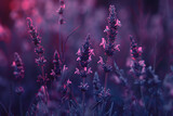 Fototapeta Lawenda - A vast lavender field in full bloom under a clear sky