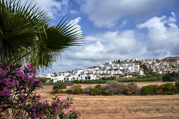 Poster - blooming oleander bush and houses on a hillside on the island of Cyprus