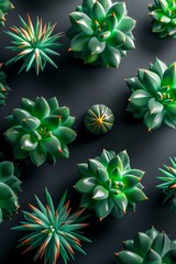 Wall Mural - Top view of green cacti arranged in a pattern against a dark background, casting shadows and creating a vibrant and modern look