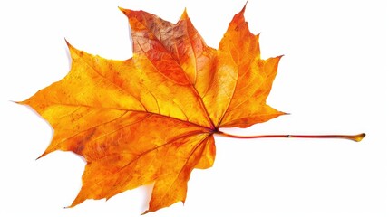 Wall Mural - isolated autumn maple leaf on white background foliage of the fall season