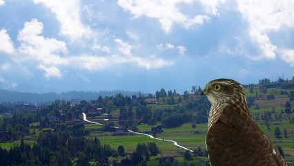 Canvas Print - flight path of Eurasian Sparrowhawk in the sky