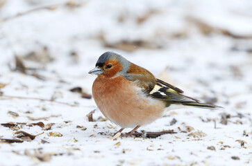 Wall Mural - Common chaffinch (Fringilla coelebs) male in the garden looking for food in early spring.