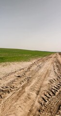 Wall Mural - sandy road in a field with green grass, bad road for cars in the field