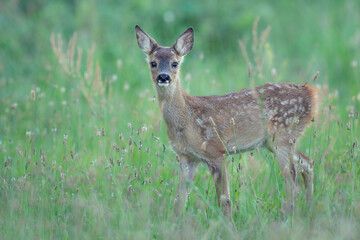Wall Mural - fawn